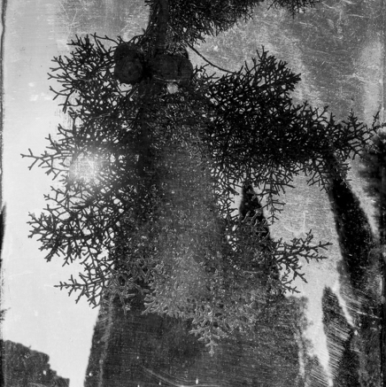 arbres BT-41.jpg