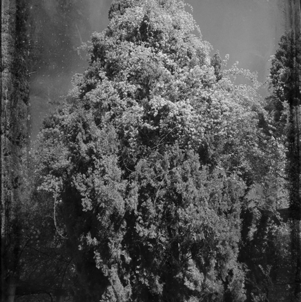 arbres BT-42.jpg