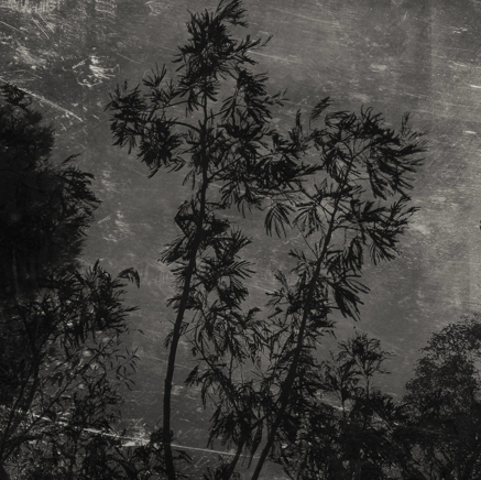 arbres BT-43.jpg