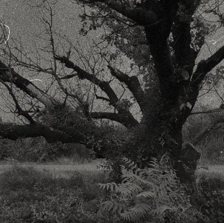 arbres BT-44.jpg