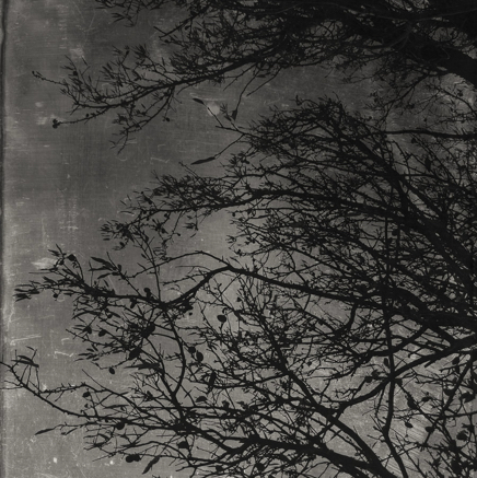 arbres BT-46.jpg