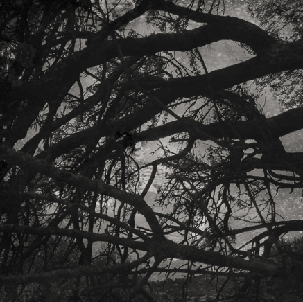 arbres BT-47.jpg