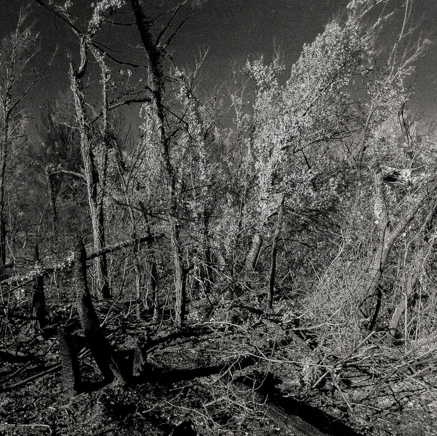 arbres BT-48.jpg
