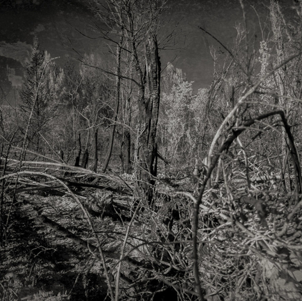arbres BT-49.jpg