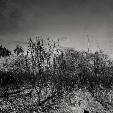 arbres BT-50.jpg