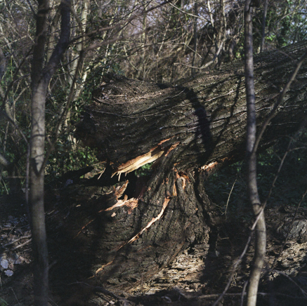arbres BT-51.jpg