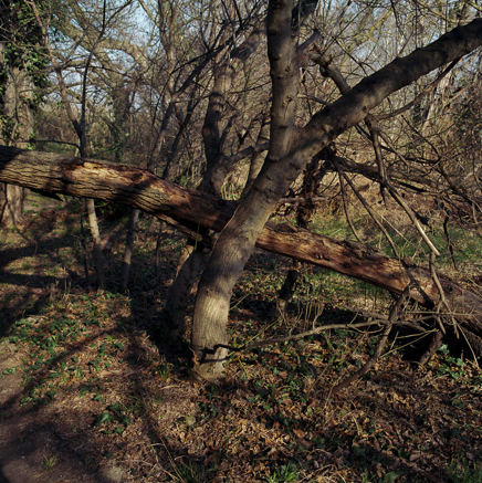 arbres BT-53.jpg