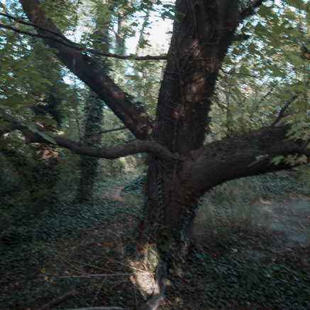 arbres BT-55.jpg