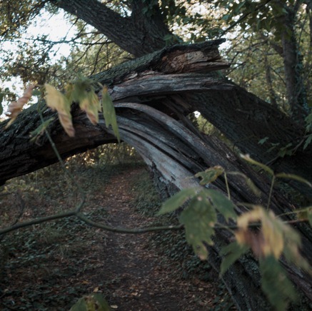 arbres BT-56.jpg