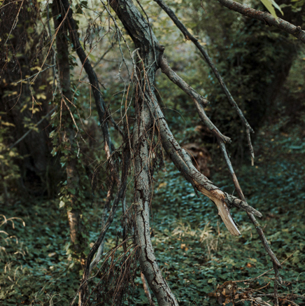 arbres BT-57.jpg
