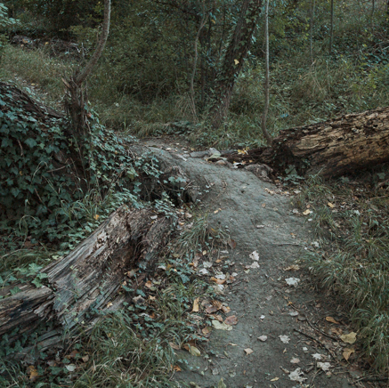 arbres BT-58.jpg