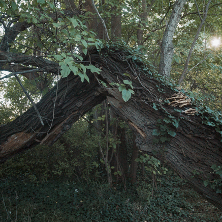 arbres BT-59.jpg