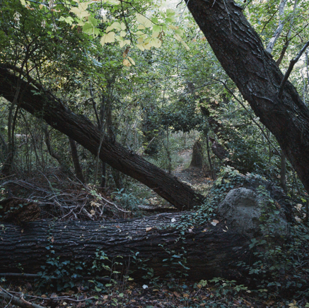 arbres BT-60.jpg