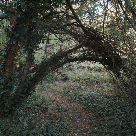 arbres BT-61.jpg