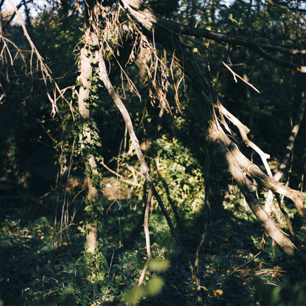 arbres BT-62.jpg