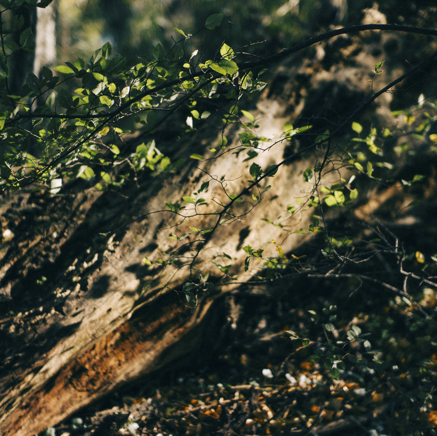 arbres BT-63.jpg
