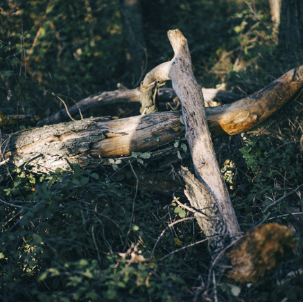 arbres BT-64.jpg