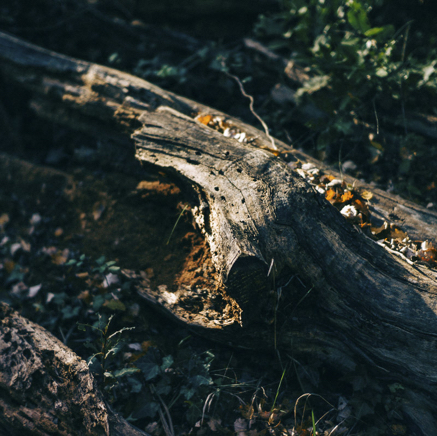 arbres BT-65.jpg