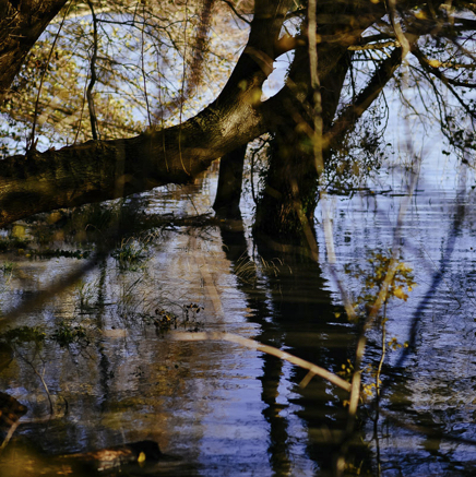 arbres BT-66.jpg