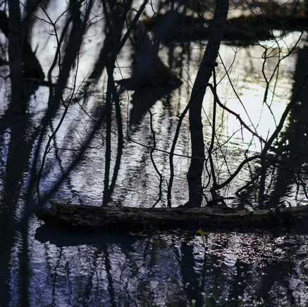 arbres BT-69.jpg